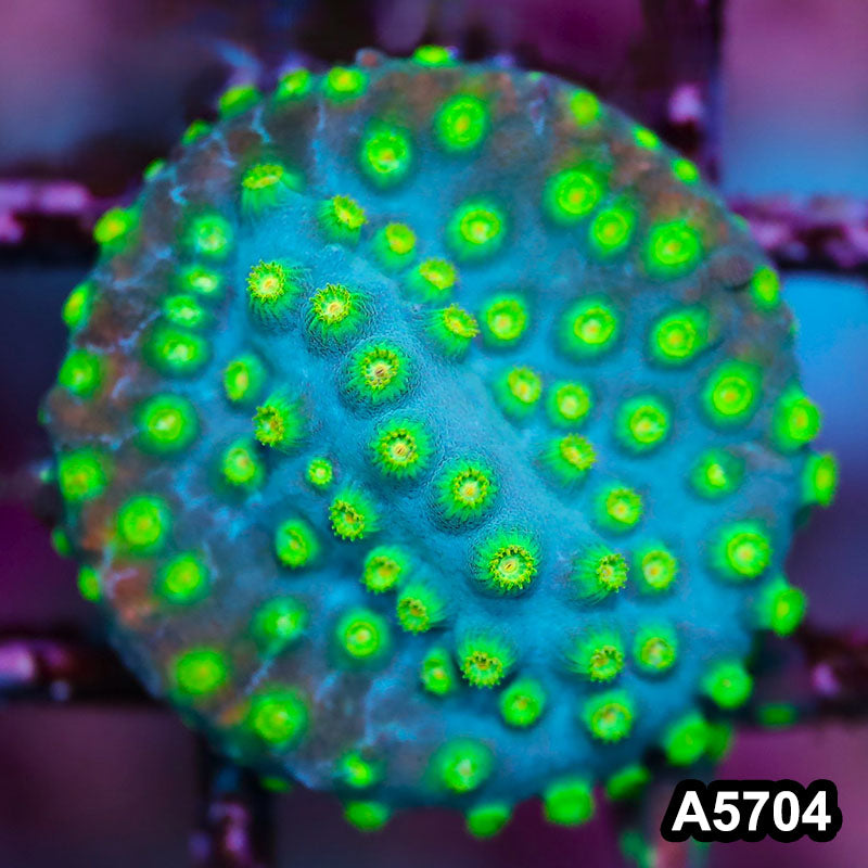 Item#A5704FM5704(S) WYSIWYG Sponge Bob Cyphastrea Frag