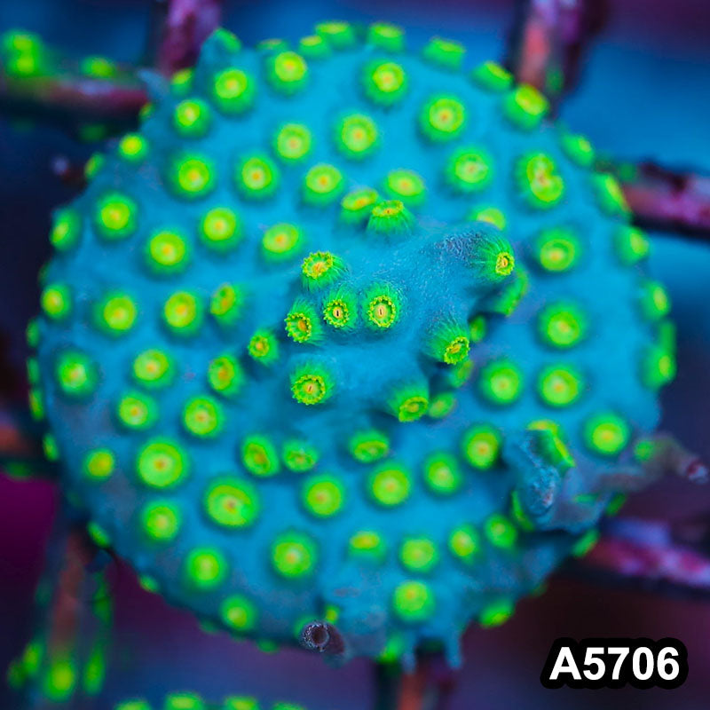 Item#A5706FM5706(S) WYSIWYG Sponge Bob Cyphastrea Frag