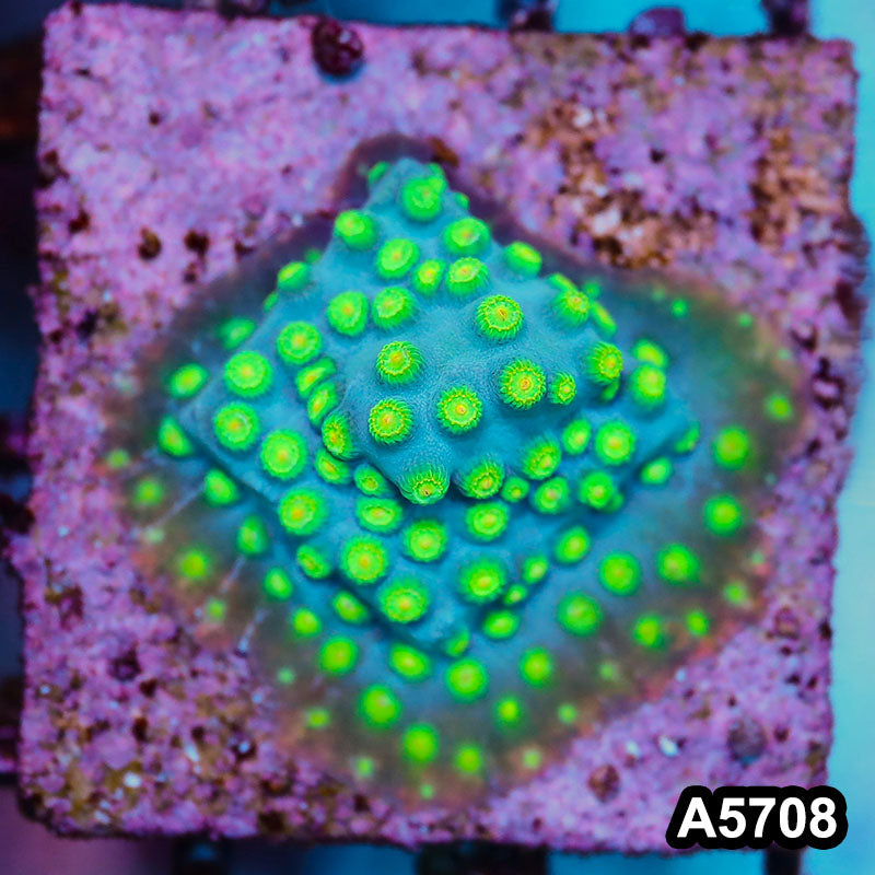 Item#A5708FM5708(S) WYSIWYG Sponge Bob Cyphastrea Frag