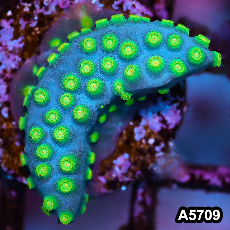 Item#A5709FM5709(S) WYSIWYG Sponge Bob Cyphastrea Frag