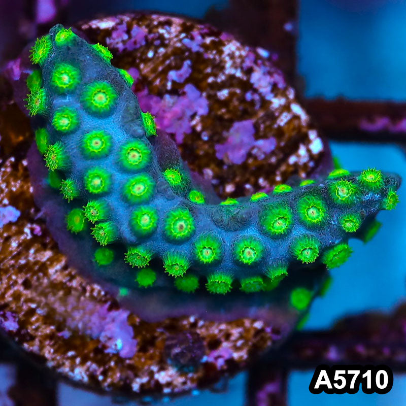 Item#A5710FM5710(S) WYSIWYG Sponge Bob Cyphastrea Frag