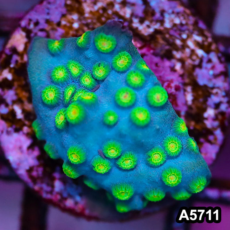 Item#A5711FM5711(S) WYSIWYG Sponge Bob Cyphastrea Frag