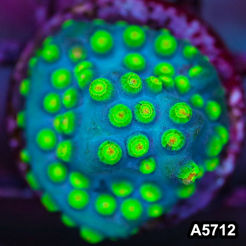 Item#A5712FM5712(S) WYSIWYG Sponge Bob Cyphastrea Frag