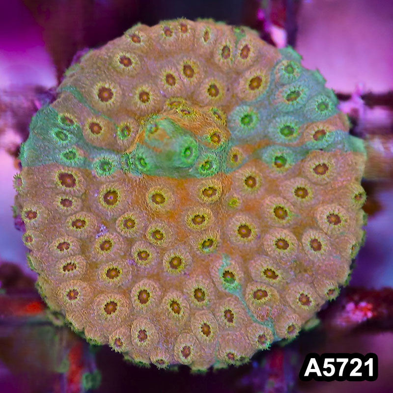 Item#A5721FM5721(S) WYSIWYG Rainbow Cyphastrea Frag
