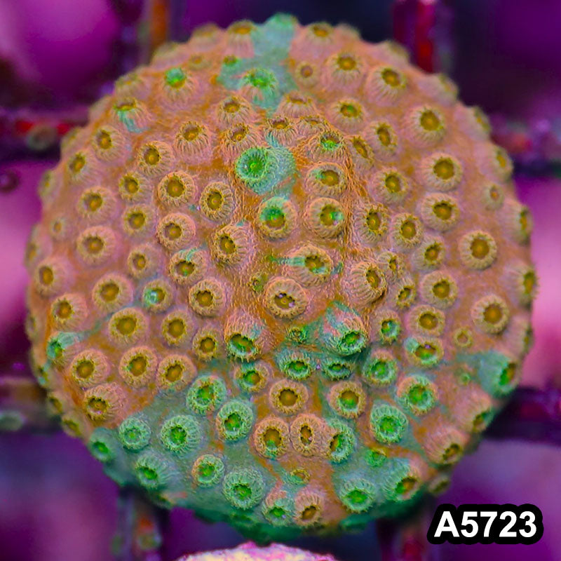 Item#A5723FM5723(S) WYSIWYG Rainbow Cyphastrea Frag