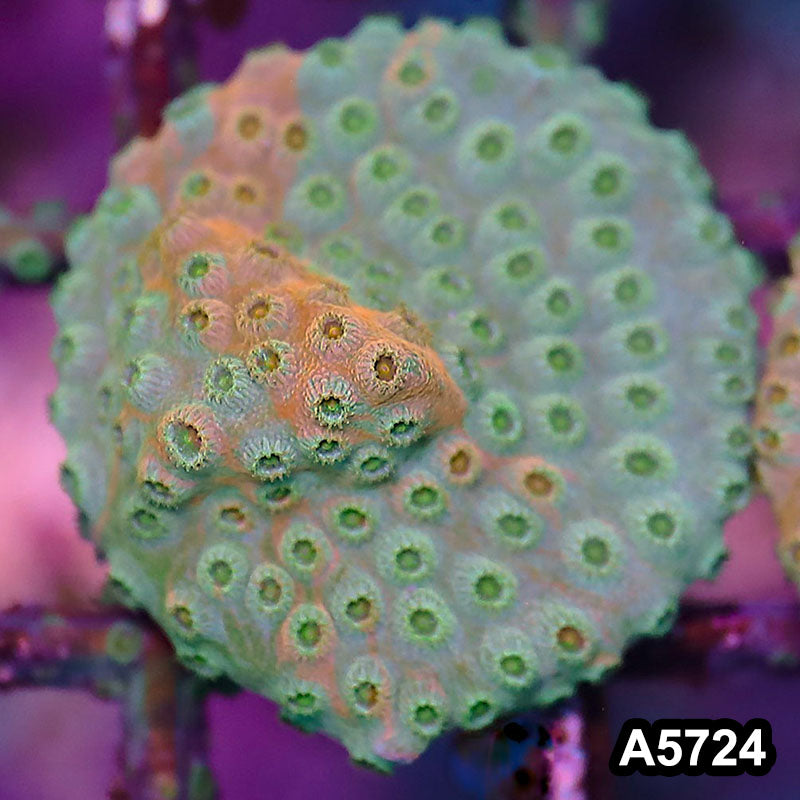Item#A5724FM5724(S) WYSIWYG Rainbow Cyphastrea Frag