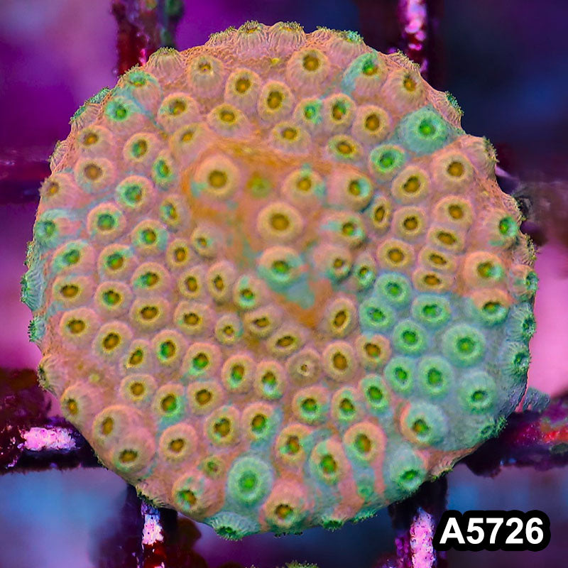 Item#A5726FM5726(S) WYSIWYG Rainbow Cyphastrea Frag