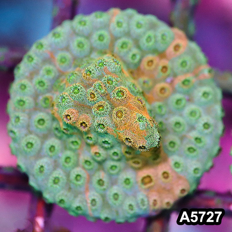 Item#A5727FM5727(S) WYSIWYG Rainbow Cyphastrea Frag