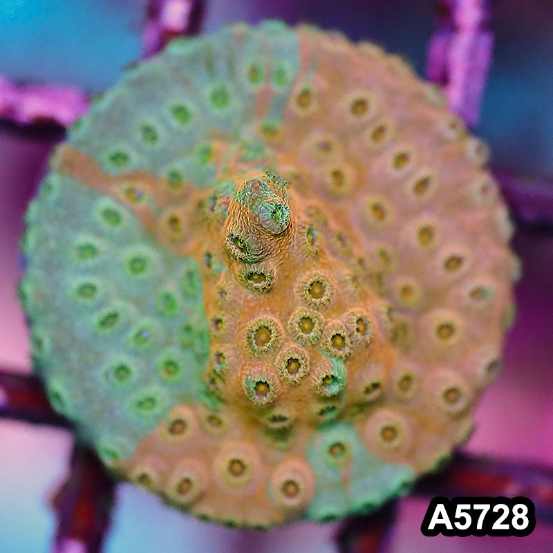 Item#A5728FM5728(S) WYSIWYG Rainbow Cyphastrea Frag