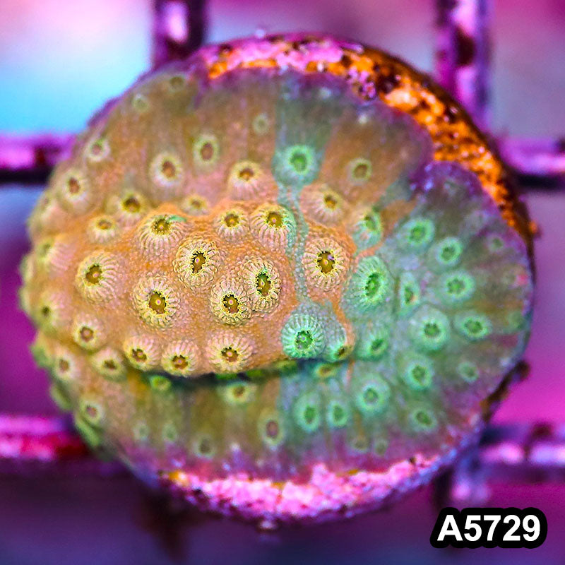 Item#A5729FM5729(S) WYSIWYG Rainbow Cyphastrea Frag