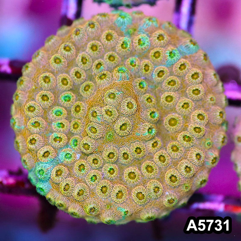 Item#A5731FM5731(S) WYSIWYG Rainbow Cyphastrea Frag