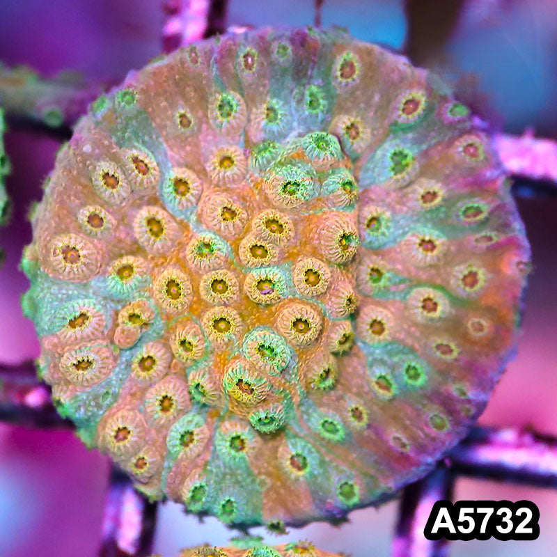 Item#A5732FM5732(S) WYSIWYG Rainbow Cyphastrea Frag