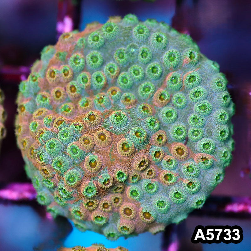 Item#A5733FM5733(S) WYSIWYG Rainbow Cyphastrea Frag