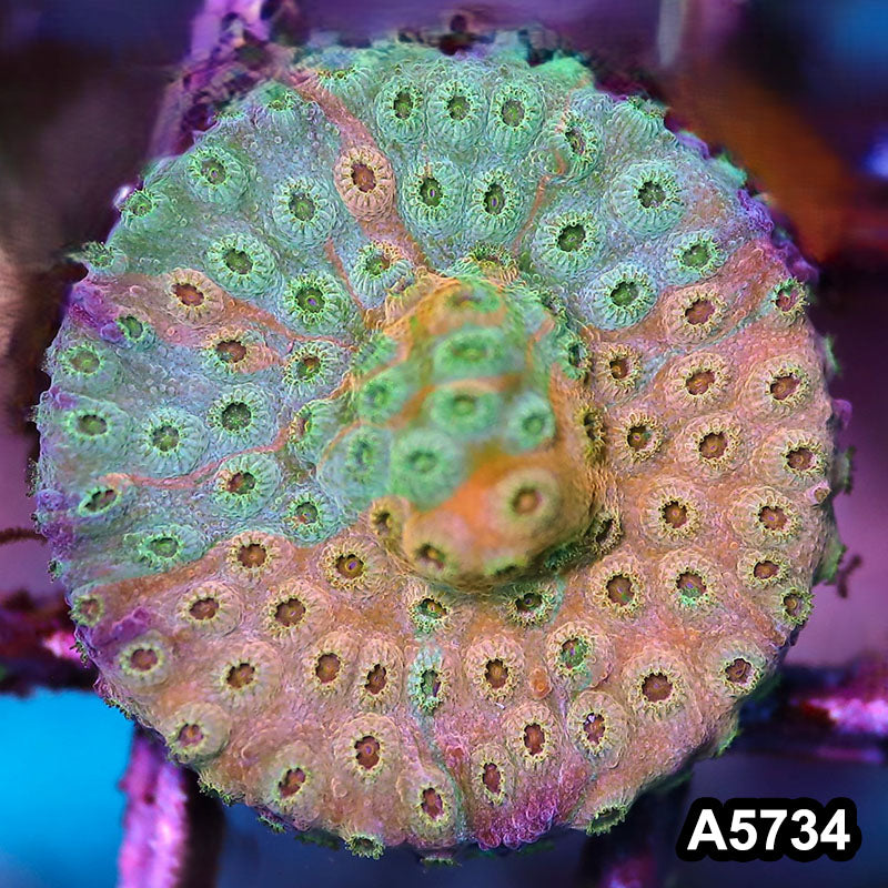 Item#A5734FM5734(S) WYSIWYG Rainbow Cyphastrea Frag