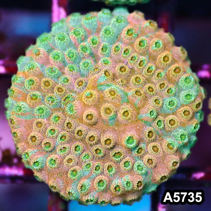 Item#A5735FM5735(S) WYSIWYG Rainbow Cyphastrea Frag