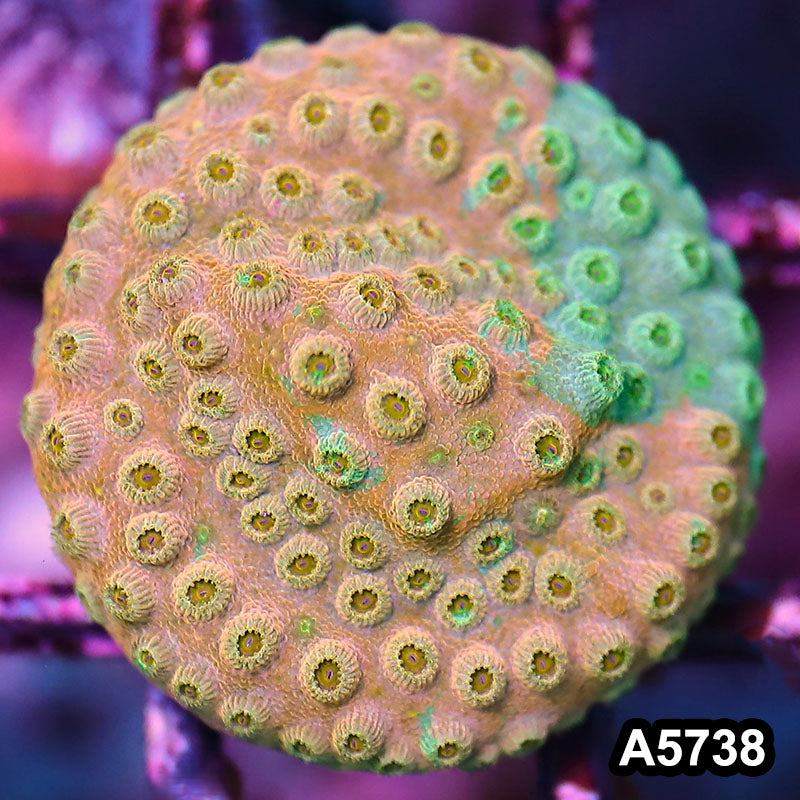 Item#A5738FM5738(S) WYSIWYG Rainbow Cyphastrea Frag