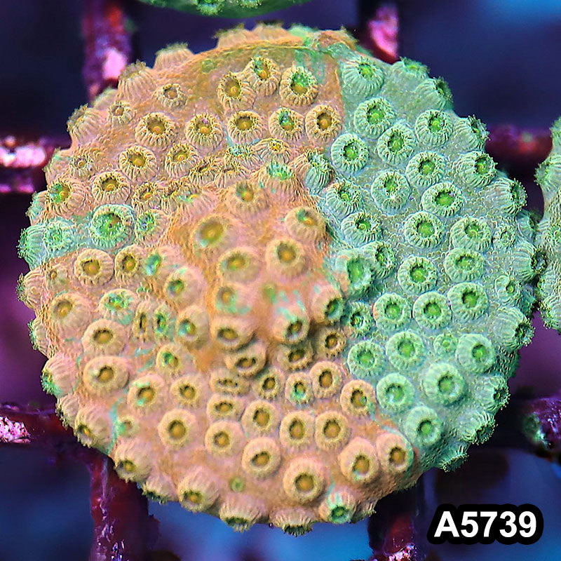 Item#A5739FM5739(S) WYSIWYG Rainbow Cyphastrea Frag