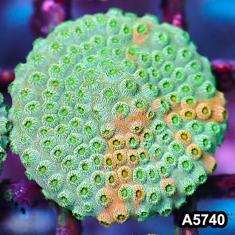 Item#A5740FM5740(S) WYSIWYG Rainbow Cyphastrea Frag