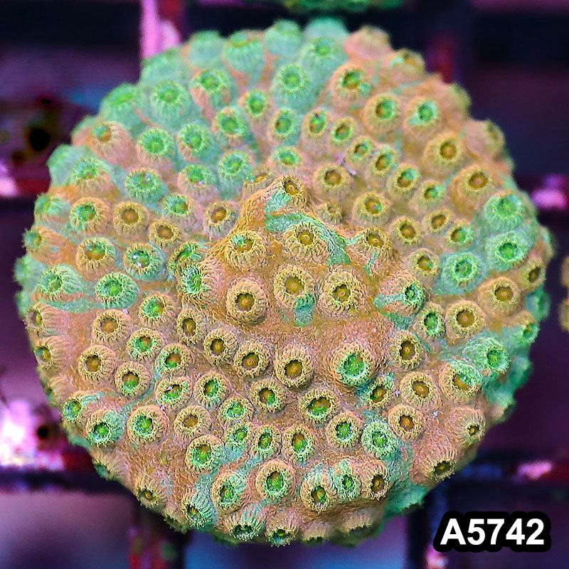 Item#A5742FM5742(S) WYSIWYG Rainbow Cyphastrea Frag