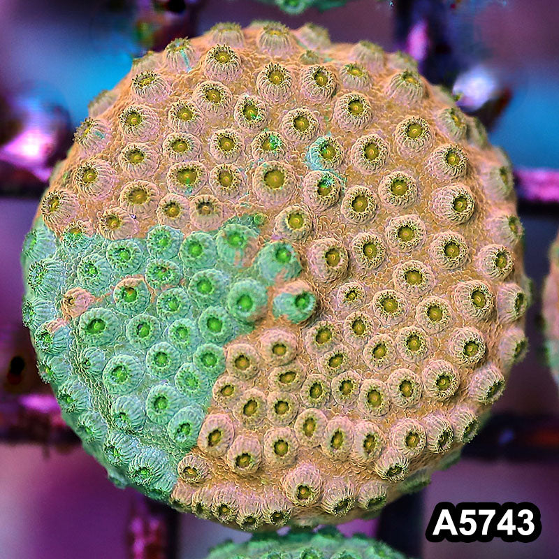 Item#A5743FM5743(S) WYSIWYG Rainbow Cyphastrea Frag