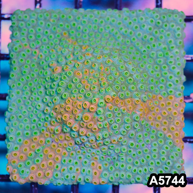 Item#A5744FM5744(S) WYSIWYG Rainbow Cyphastrea Colony