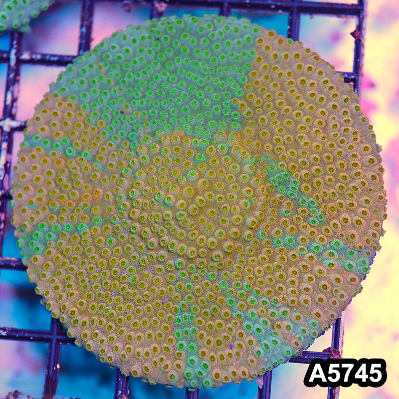 Item#A5745FM5745(S) WYSIWYG Rainbow Cyphastrea Colony