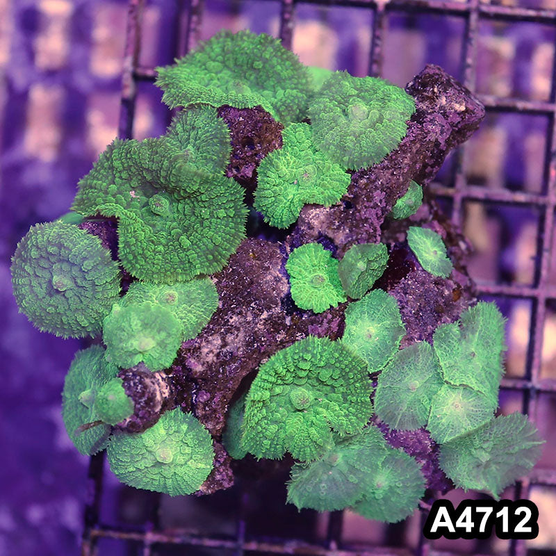 Item#A4712IN4712(M) WYSIWYG Indo Ultra Rhodactis Mushroom Colony