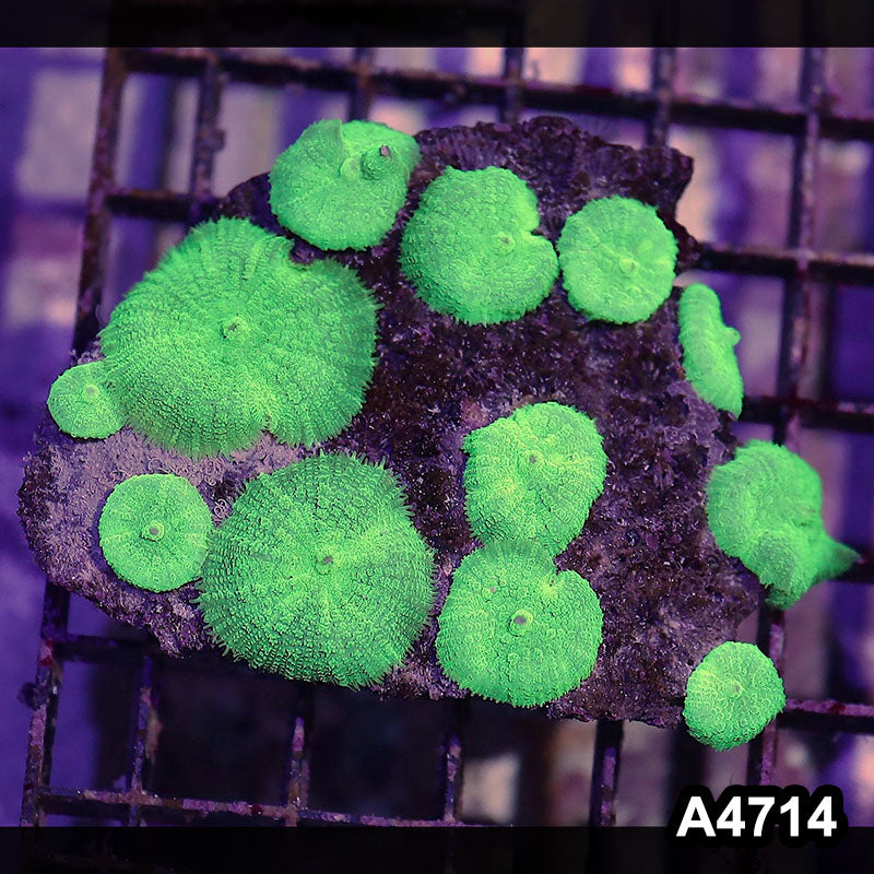 Item#A4714IN4714(M) WYSIWYG Indo Ultra Rhodactis Mushroom Colony