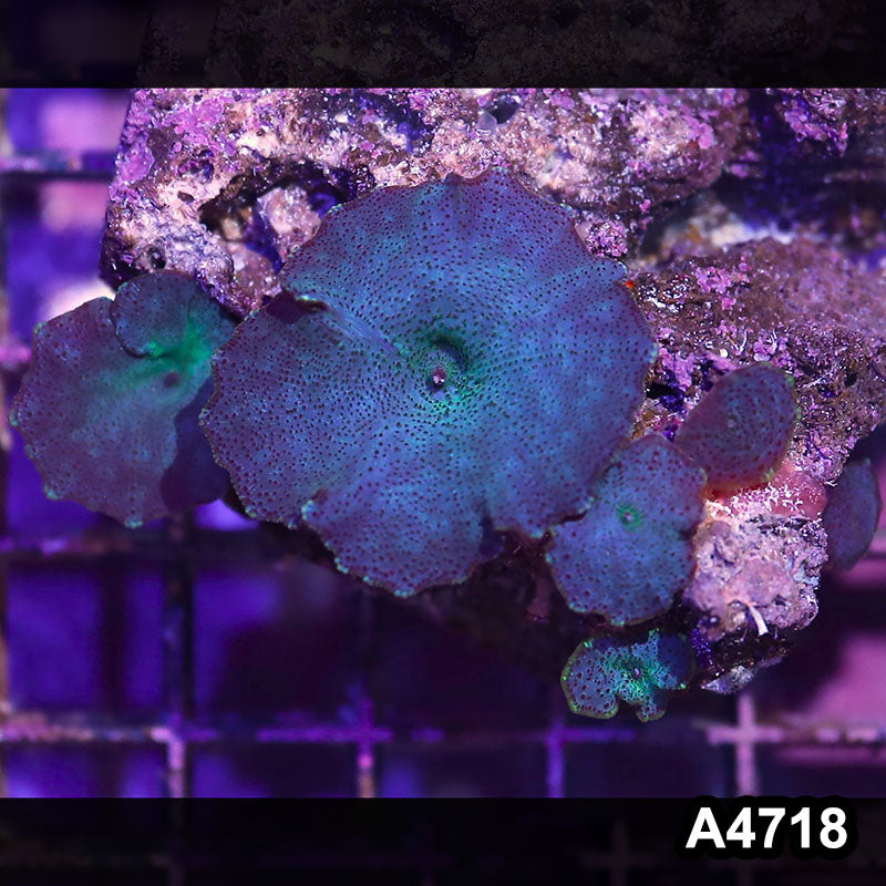 Item#A4718IN4718(S) WYSIWYG Indo Ultra Blue Discosoma Mushroom Colony