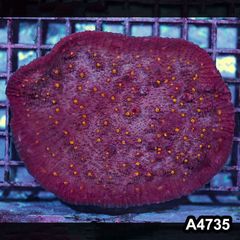 Item#A4735IN4735(M) WYSIWYG Aussie Ultra Yellow Eye Oxypora Chalice Colony