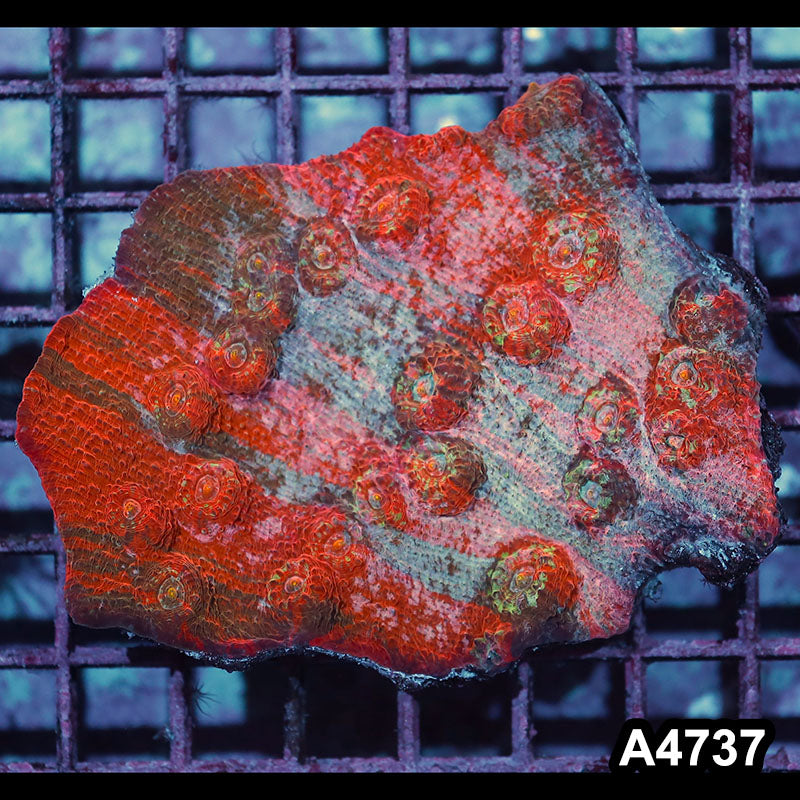 Item#A4737IN4737(M) WYSIWYG Aussie Ultra Chalice Colony