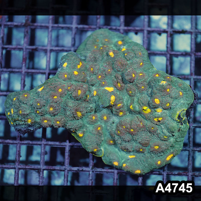 Item#A4745IN4745(M) WYSIWYG Solomon Island Ultra Chalice Colony