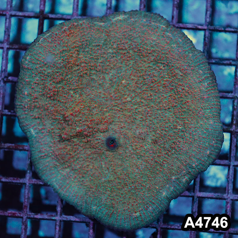 Item#A4746IN4746(M) WYSIWYG Aussie Ultra Chalice Colony