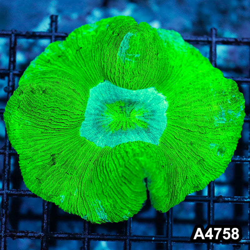 Item#A4758IN4758(M) WYSIWYG Indo Ultra Unique Neon Wellsophyllia