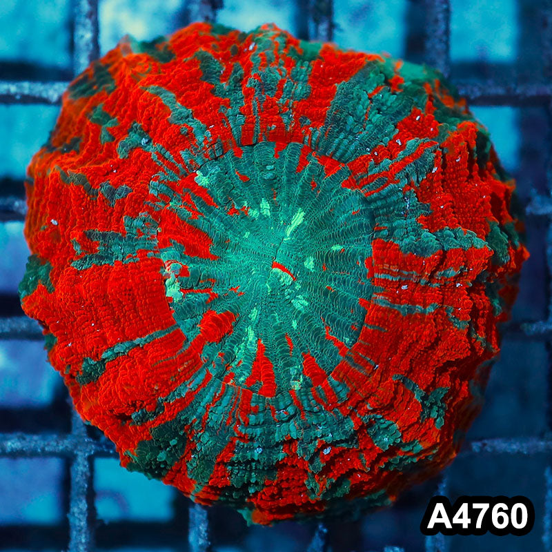 Item#A4760IN4760(M) WYSIWYG Indo Ultra Red Tiger Acanthophyllia
