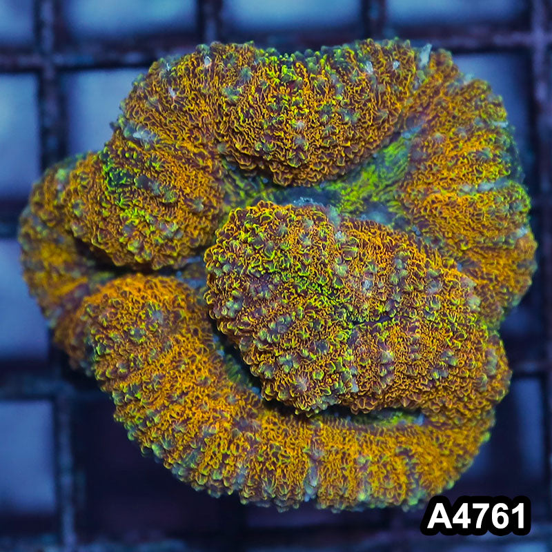 Item#A4761IN4761(S) WYSIWYG Aussie Ultra Unique Lobophyllia