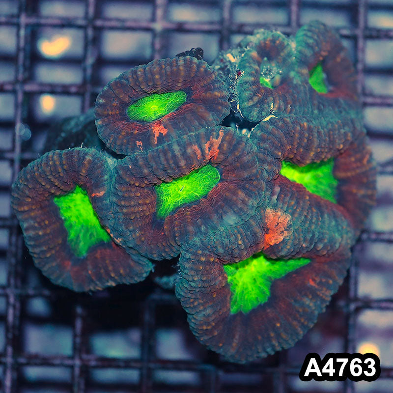 Item#A4763IN4763(M) WYSIWYG Aussie Ultra Unique Lobophyllia Colony