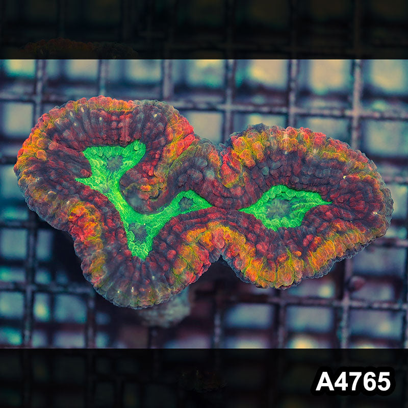 Item#A4765IN4765(M) WYSIWYG Aussie Rainbow Volcano Symphyllia