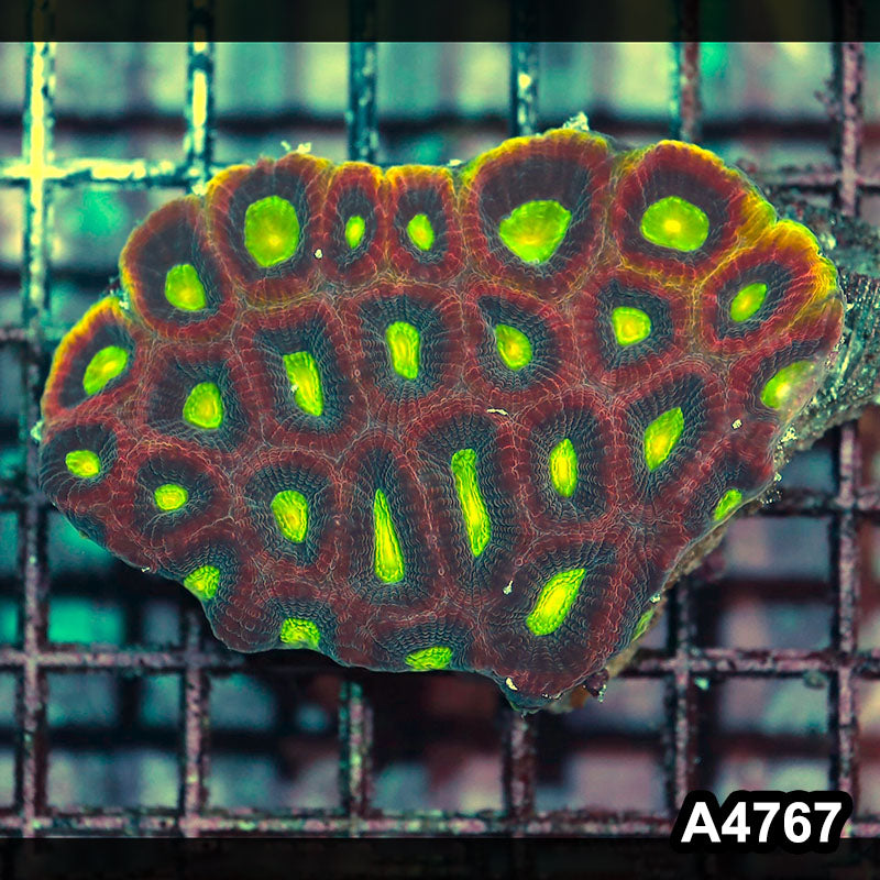 Item#A4767IN4767(M) WYSIWYG Aussie Dragon Soul Prism Favia Colony