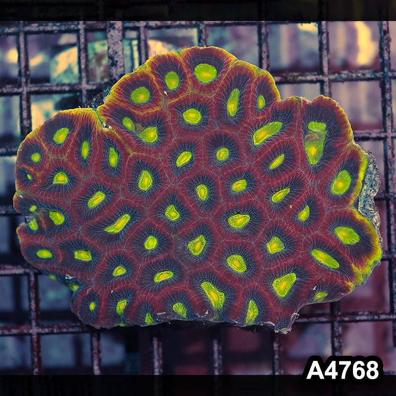Item#A4768IN4768(M) WYSIWYG Aussie Dragon Soul Prism Favia Colony