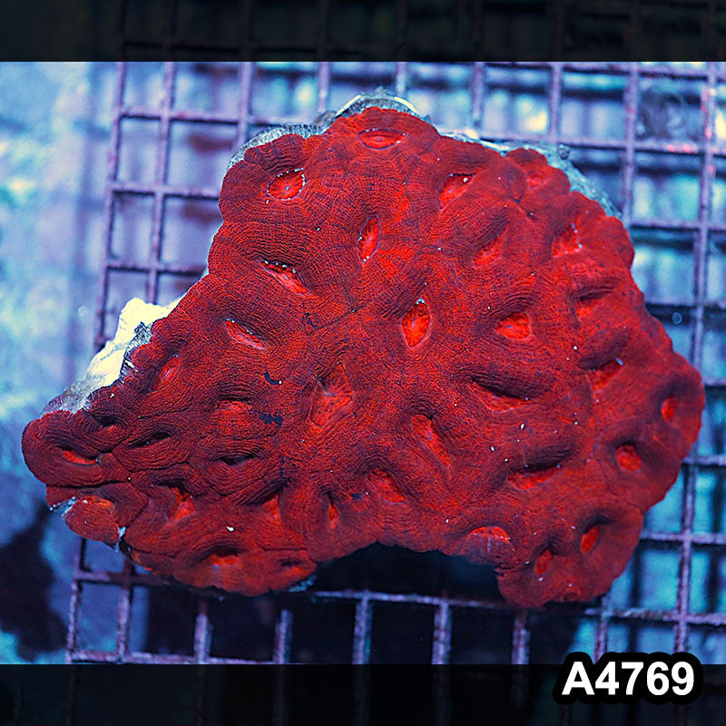 Item#A4769IN4769(L) WYSIWYG Aussie Ultra Red Bowerbanki Colony