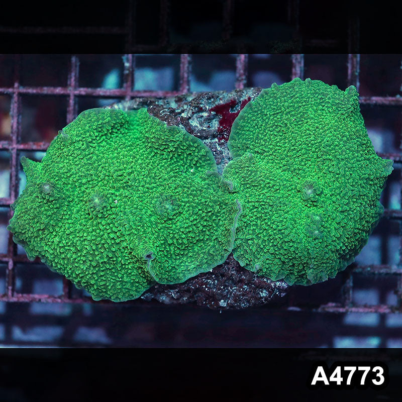 Item#A4773IN4773(M) WYSIWYG Indo Green Elephant Ear Mushroom