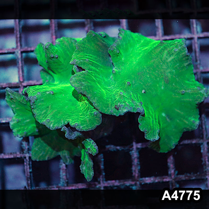 Item#A4775IN4775(M) WYSIWYG Indo Ultra Green Cabbage Soft Coral