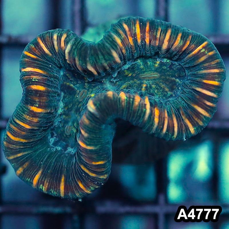 Item#A4777IN4777(S) WYSIWYG Aussie Ultra Unique Trachyphyllia