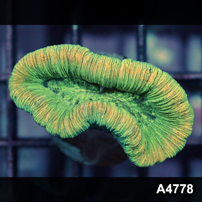 Item#A4778IN4778(S) WYSIWYG Aussie Ultra Unique Trachyphyllia