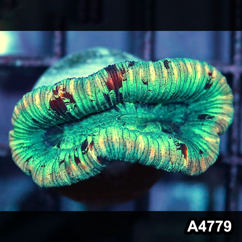 Item#A4779IN4779(S) WYSIWYG Aussie Ultra Unique Trachyphyllia