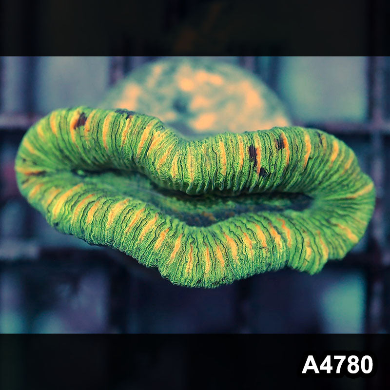 Item#A4780IN4780(S) WYSIWYG Aussie Ultra Unique Trachyphyllia