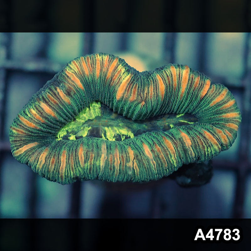 Item#A4783IN4783(S) WYSIWYG Aussie Ultra Unique Trachyphyllia