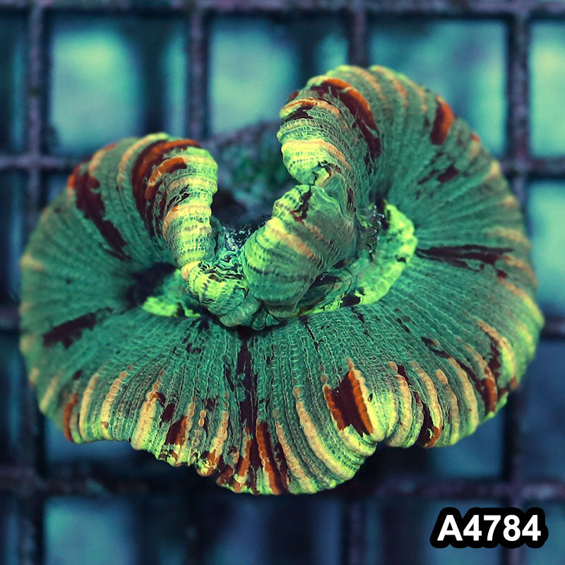 Item#A4784IN4784(S) WYSIWYG Aussie Ultra Unique Trachyphyllia