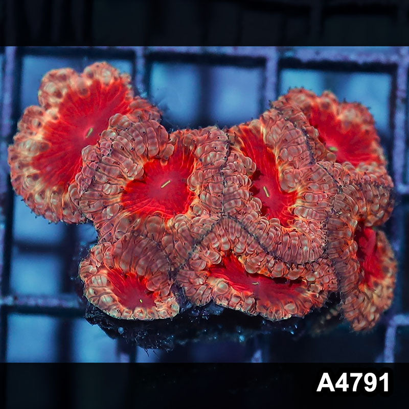 Item#A4791IN4791(S) WYSIWYG Indo Ultra Unique Blastomussa